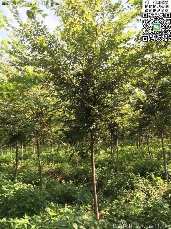 6-10公分胸徑的櫸樹價格 6-10公分胸徑的櫸樹價格