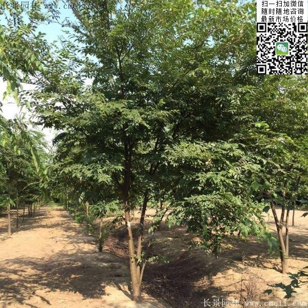 大規(guī)格櫸樹(shù) 大規(guī)格櫸樹(shù)
