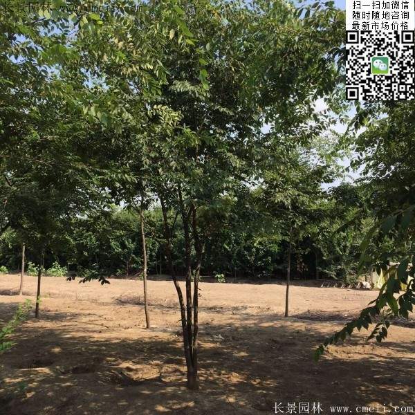 大規(guī)格櫸樹(shù) 大規(guī)格櫸樹(shù)