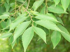 專家提醒：櫸樹和樸樹不是同一種樹嗎？