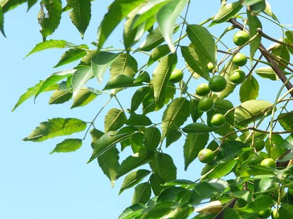 沭陽(yáng)苦楝樹(shù) 沭陽(yáng)苦楝樹(shù)