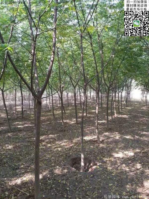 苦楝苗，苦楝樹