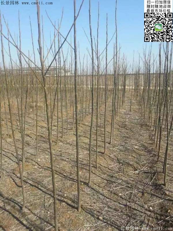 苦楝苗，苦楝樹