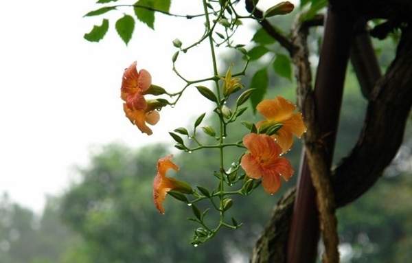 凌霄花 凌霄花