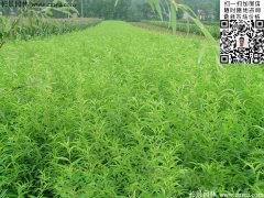 2016下半年最新桃樹(shù)多少錢一棵？