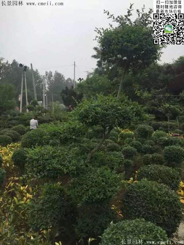 小葉女貞造型樹(shù)