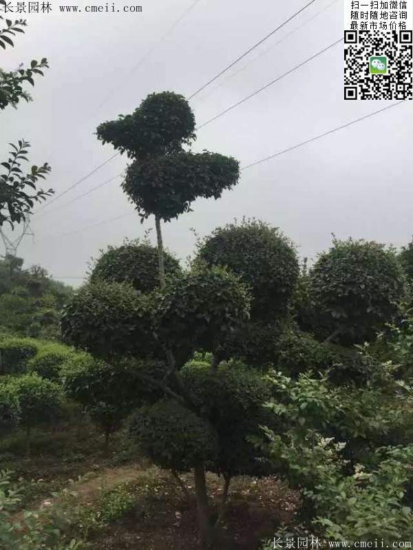 小葉女貞造型樹(shù)