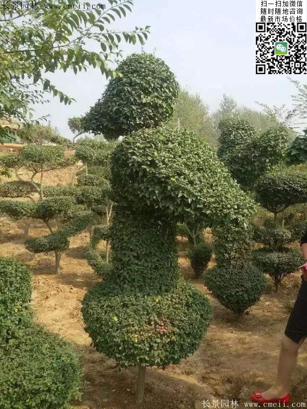 小葉女貞造型樹(shù)