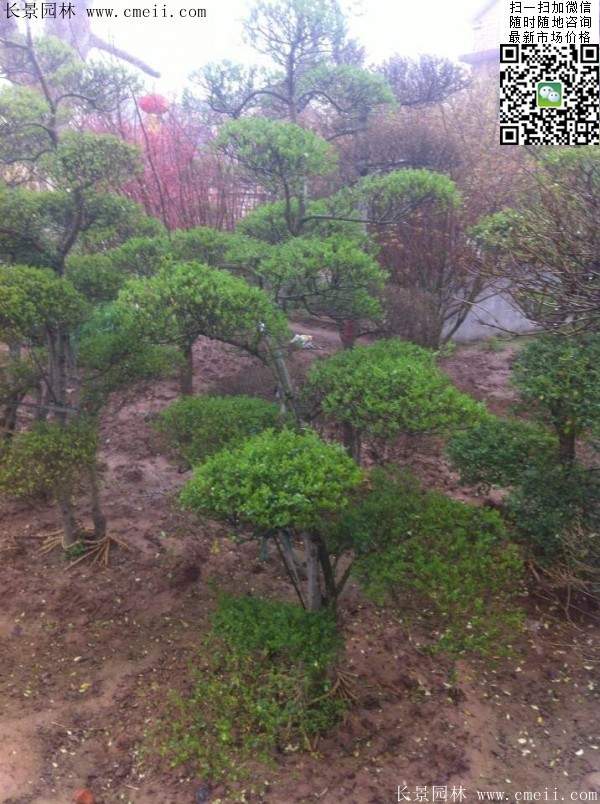 小葉女貞造型樹(shù)