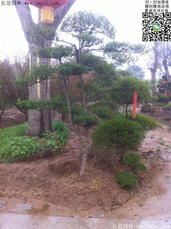 小葉女貞造型樹(shù)