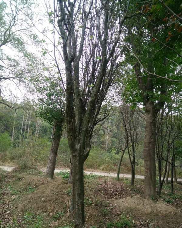 沭陽(yáng)的木瓜樹 沭陽(yáng)的木瓜樹
