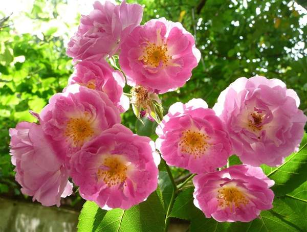 多頭薔薇 多頭薔薇