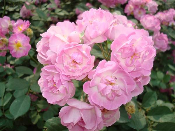 多頭薔薇 多頭薔薇