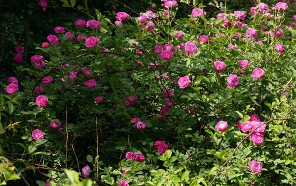 多頭薔薇 多頭薔薇