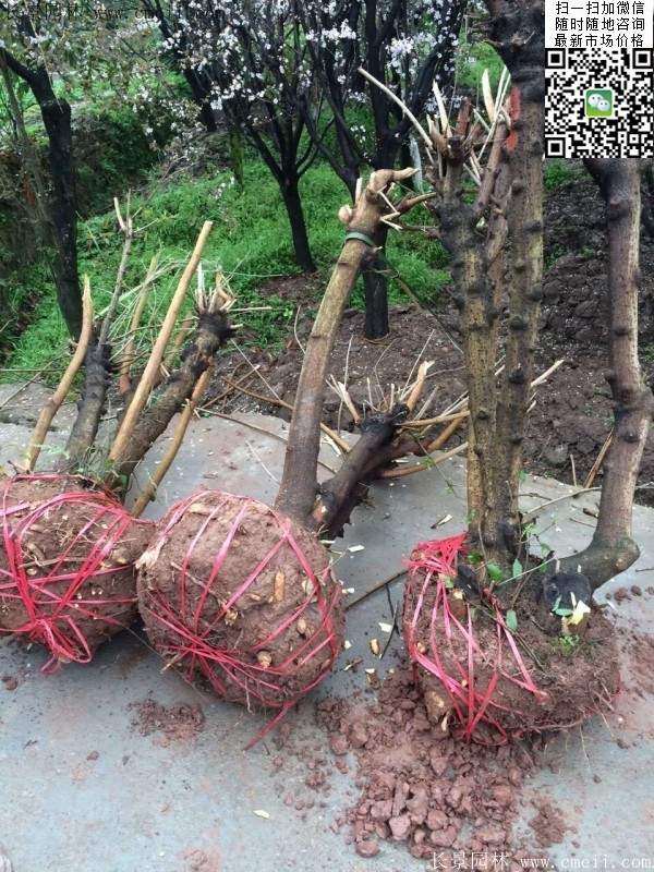 臘梅樹(shù)苗