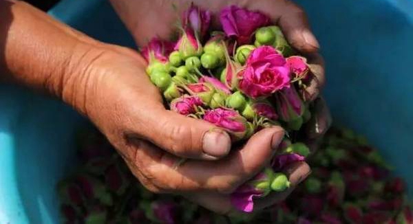 薔薇花 薔薇花
