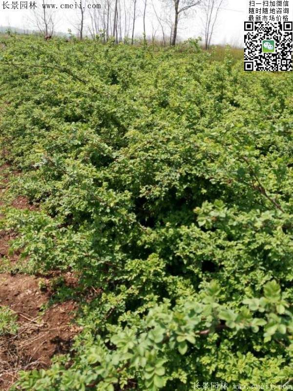薔薇花 薔薇花