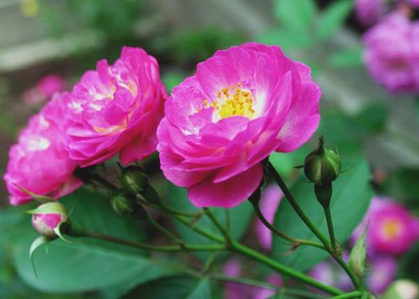 薔薇花 薔薇花