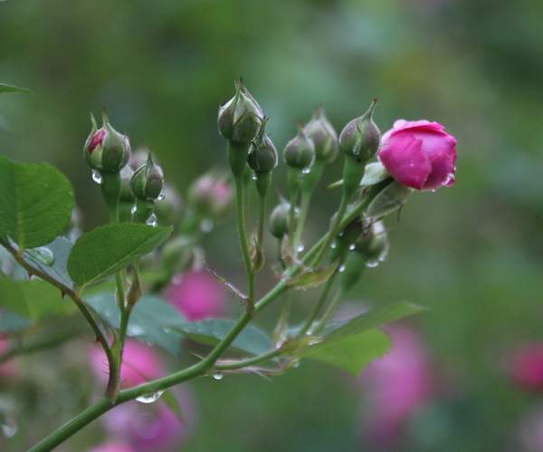 薔薇花 薔薇花