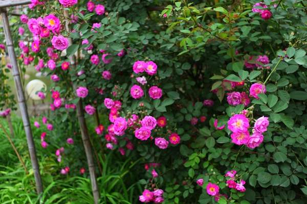 薔薇花 薔薇花