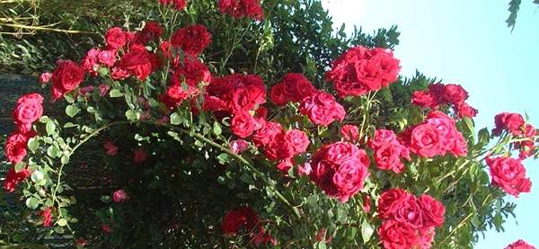 薔薇花 薔薇花