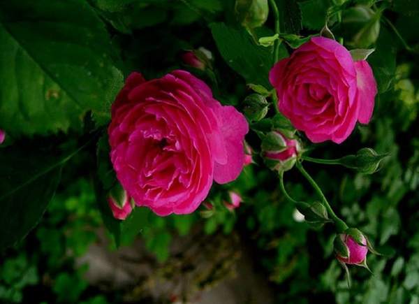 薔薇花 薔薇花