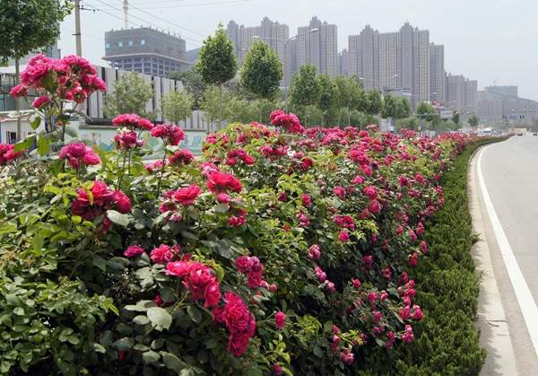 薔薇花 薔薇花