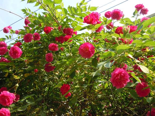薔薇基地 薔薇基地