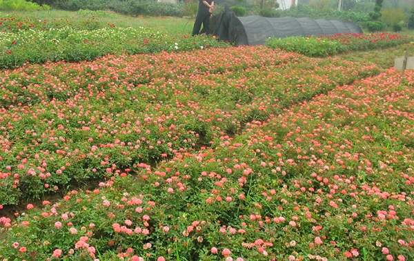 沭陽薔薇 沭陽薔薇