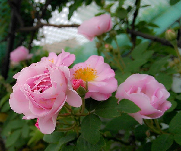 薔薇花 薔薇花