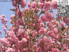 早櫻、晚櫻都是櫻，但你知道那款櫻花是最被看