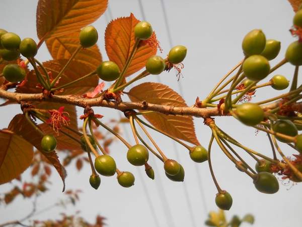 櫻花樹 櫻花樹