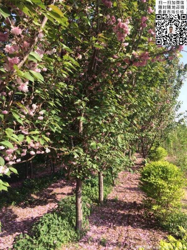櫻花樹 櫻花樹