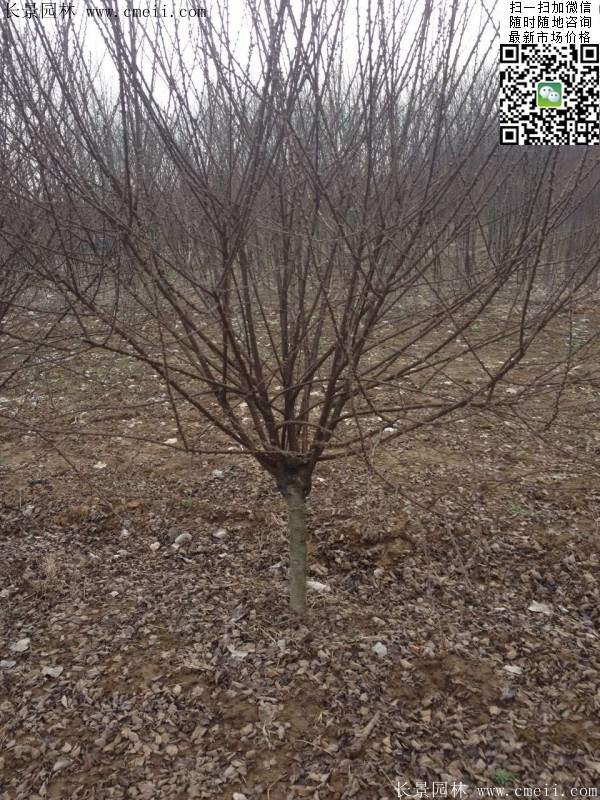 沭陽榆葉梅 沭陽榆葉梅