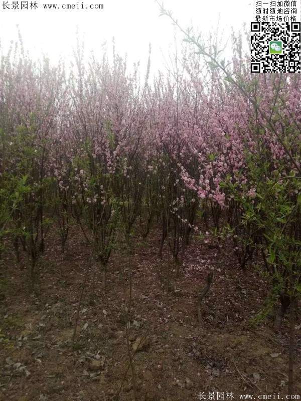 沭陽榆葉梅的價(jià)格 沭陽榆葉梅的價(jià)格