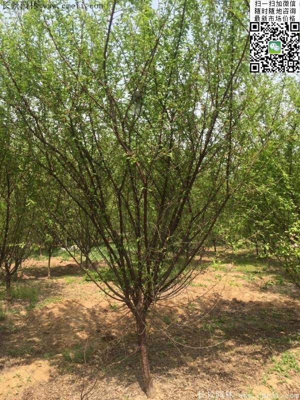 沭陽榆葉梅的價(jià)格 沭陽榆葉梅的價(jià)格