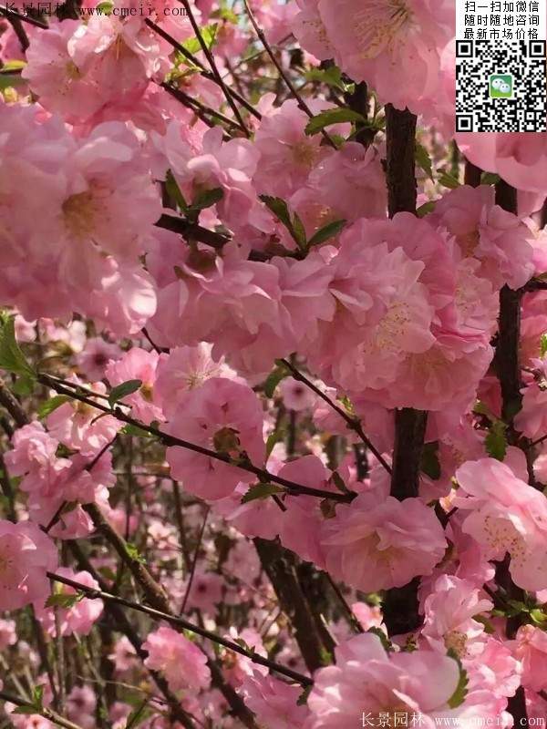 沭陽榆葉梅的價(jià)格 沭陽榆葉梅的價(jià)格