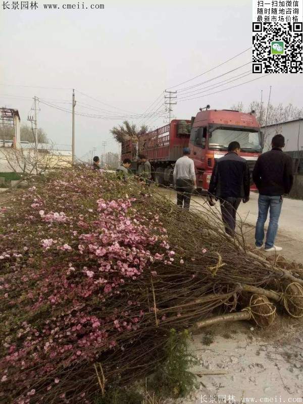 沭陽榆葉梅的價格 沭陽榆葉梅的價格