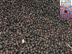 2020下半年最新欒樹籽多少錢一斤？