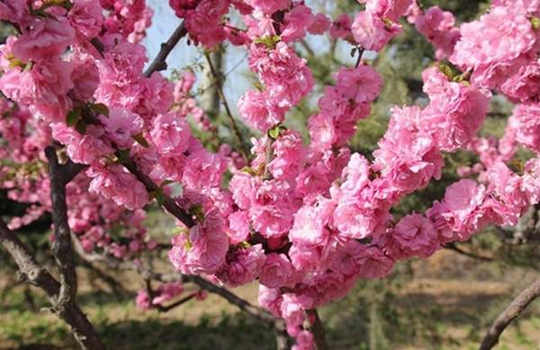 華東榆葉梅樹 華東榆葉梅樹