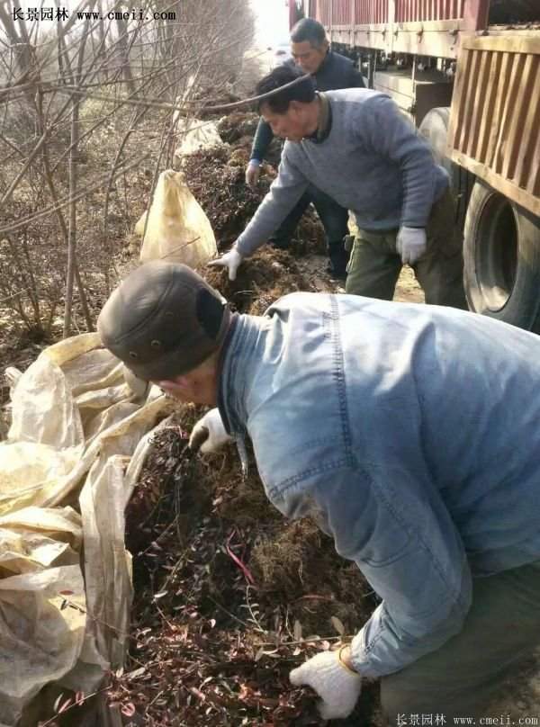 沭陽低價扶芳藤 沭陽低價扶芳藤
