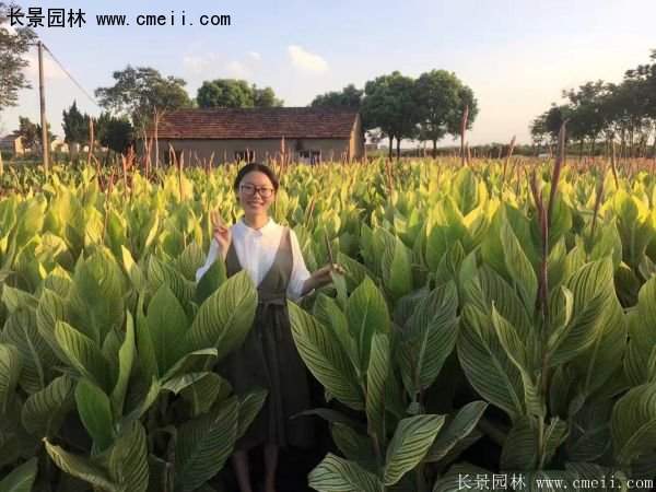 低價格，高質(zhì)量的美人蕉