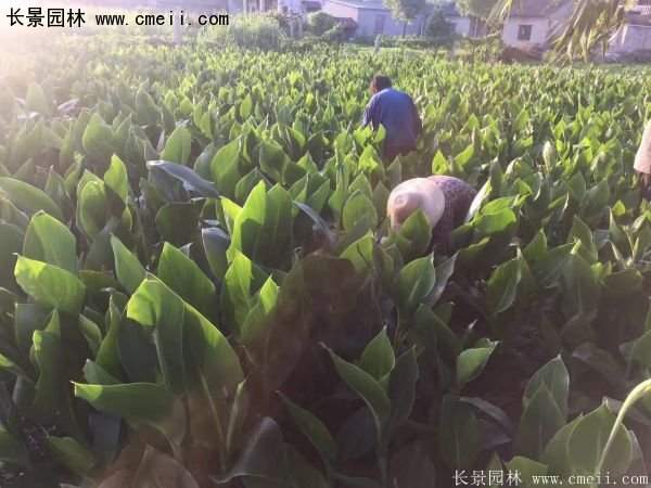 低價格，高質(zhì)量的美人蕉