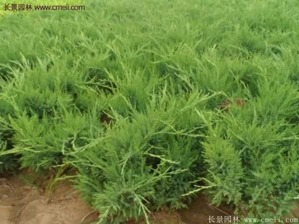 沭陽(yáng)沙地柏基地 沭陽(yáng)沙地柏基地