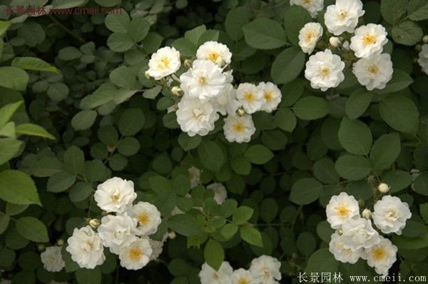 薔薇苗哪里有賣？