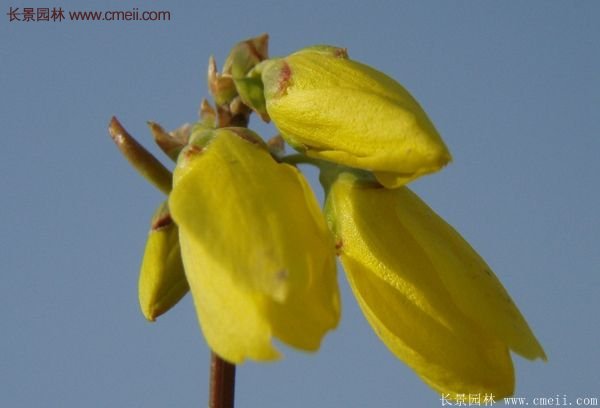 沭陽連翹的價(jià)格
