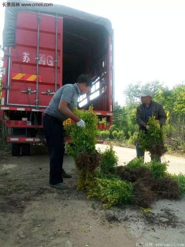 沭陽金葉女貞基地 沭陽金葉女貞基地