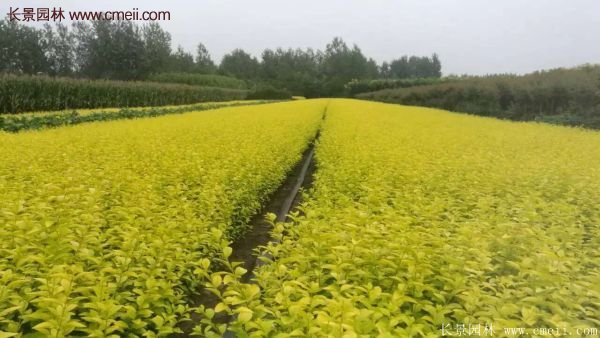 沭陽金葉女貞基地 沭陽金葉女貞基地
