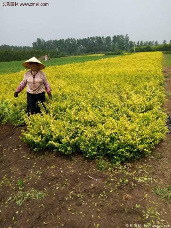 沭陽金葉女貞基地 沭陽金葉女貞基地