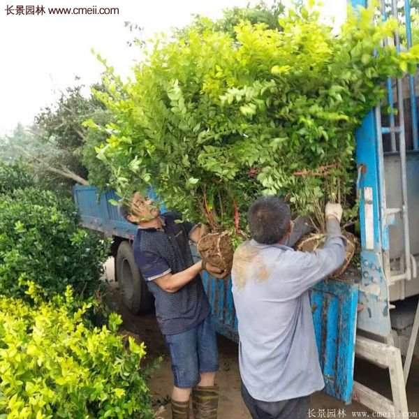 沭陽金葉女貞基地 沭陽金葉女貞基地